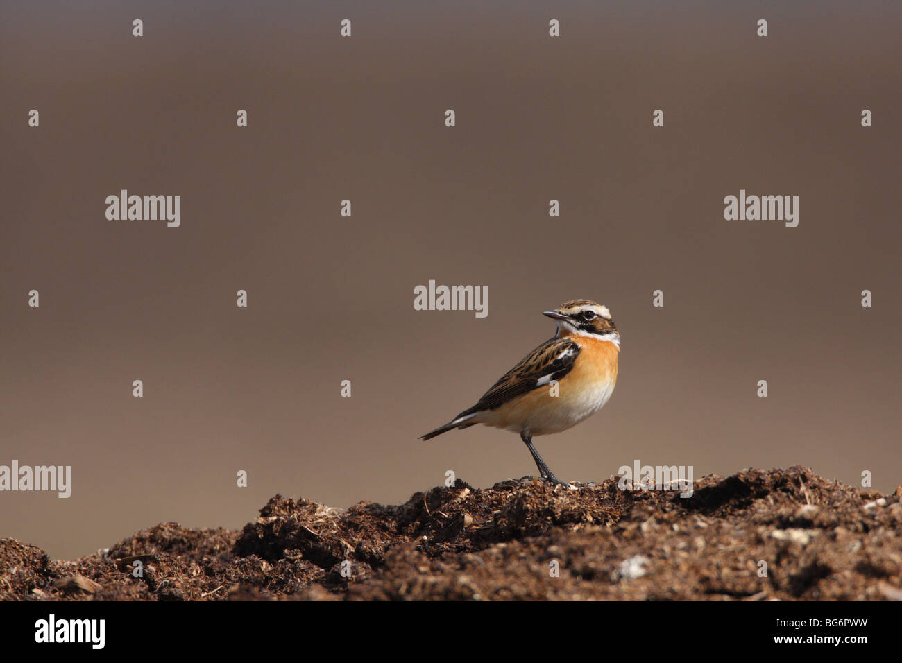 Männliche Braunkehlchen, Saxicola Rubetra, UK. Stockfoto