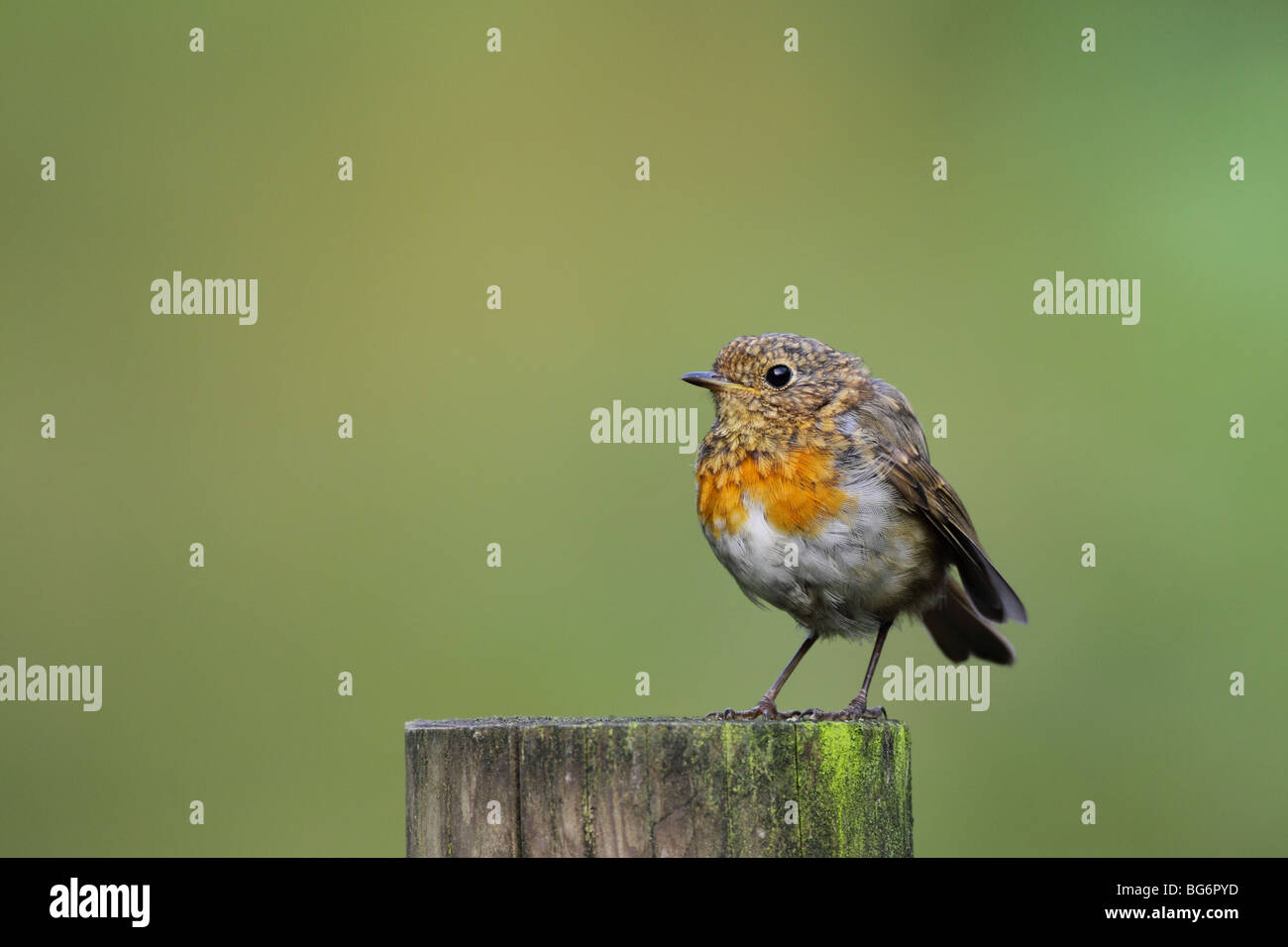 Juvenile Robin Erithacus Rubecula, Mauser in Erwachsene Gefieder, UK, Stockfoto