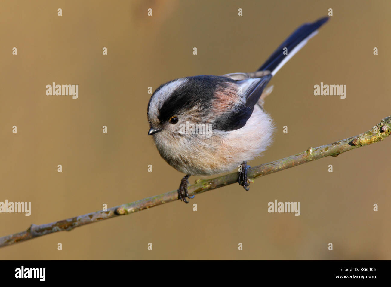 Long-tailed Tit Aegithalos Caudatus, UK. Stockfoto