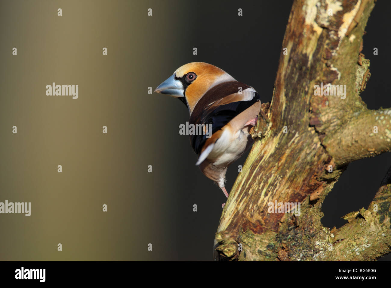 Männliche Kernbeißer Coccothraustes Coccothraustes, UK. Stockfoto