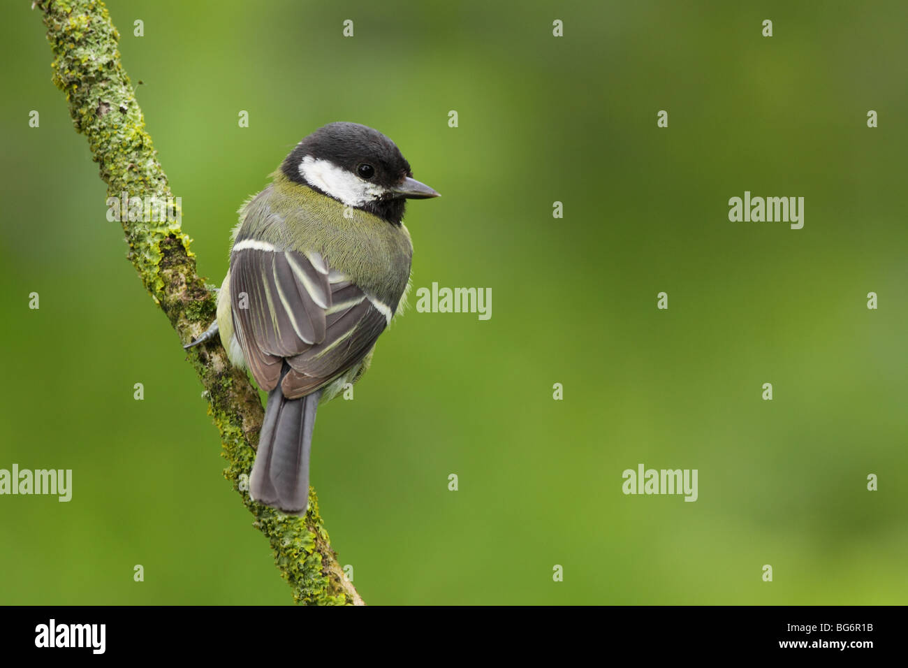 Kohlmeise, Parus major, UK. Stockfoto