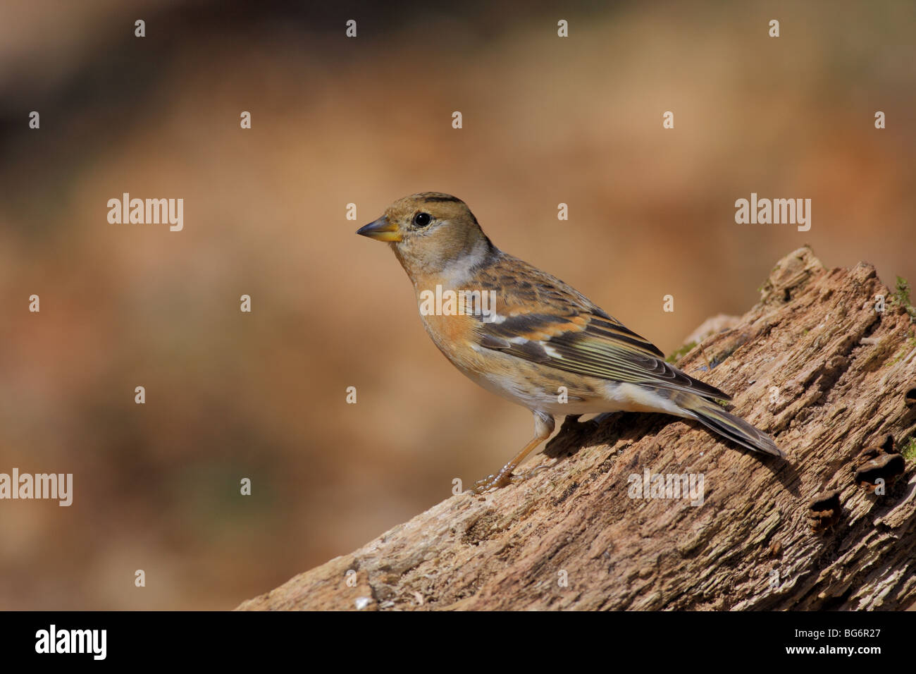 Weiblicher Bergfink Fringilla Montifrigilla, UK. Stockfoto