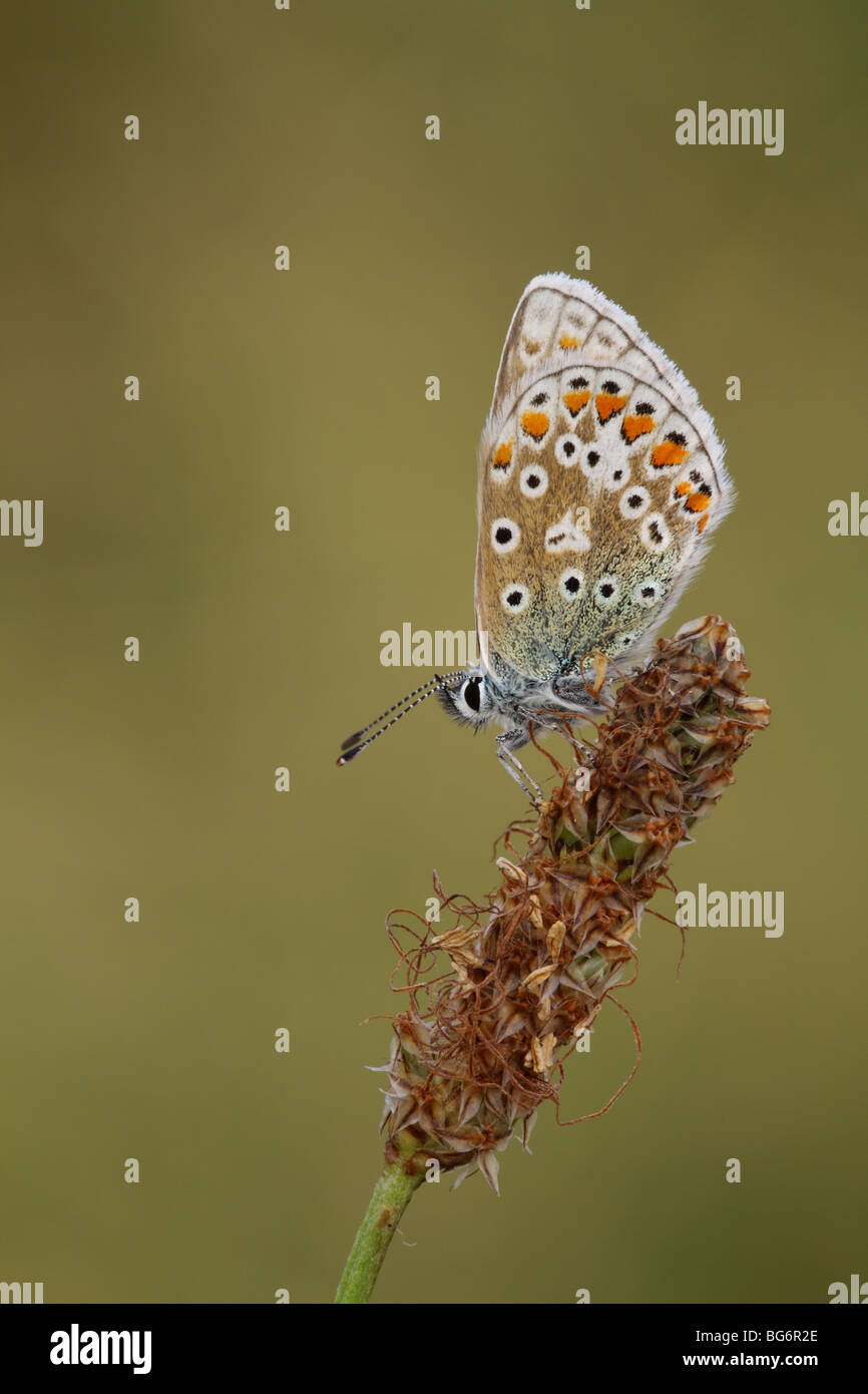 Schlafplatz gemeinsame Blue Butterfly, Polyommatus Icarus, UK. Stockfoto