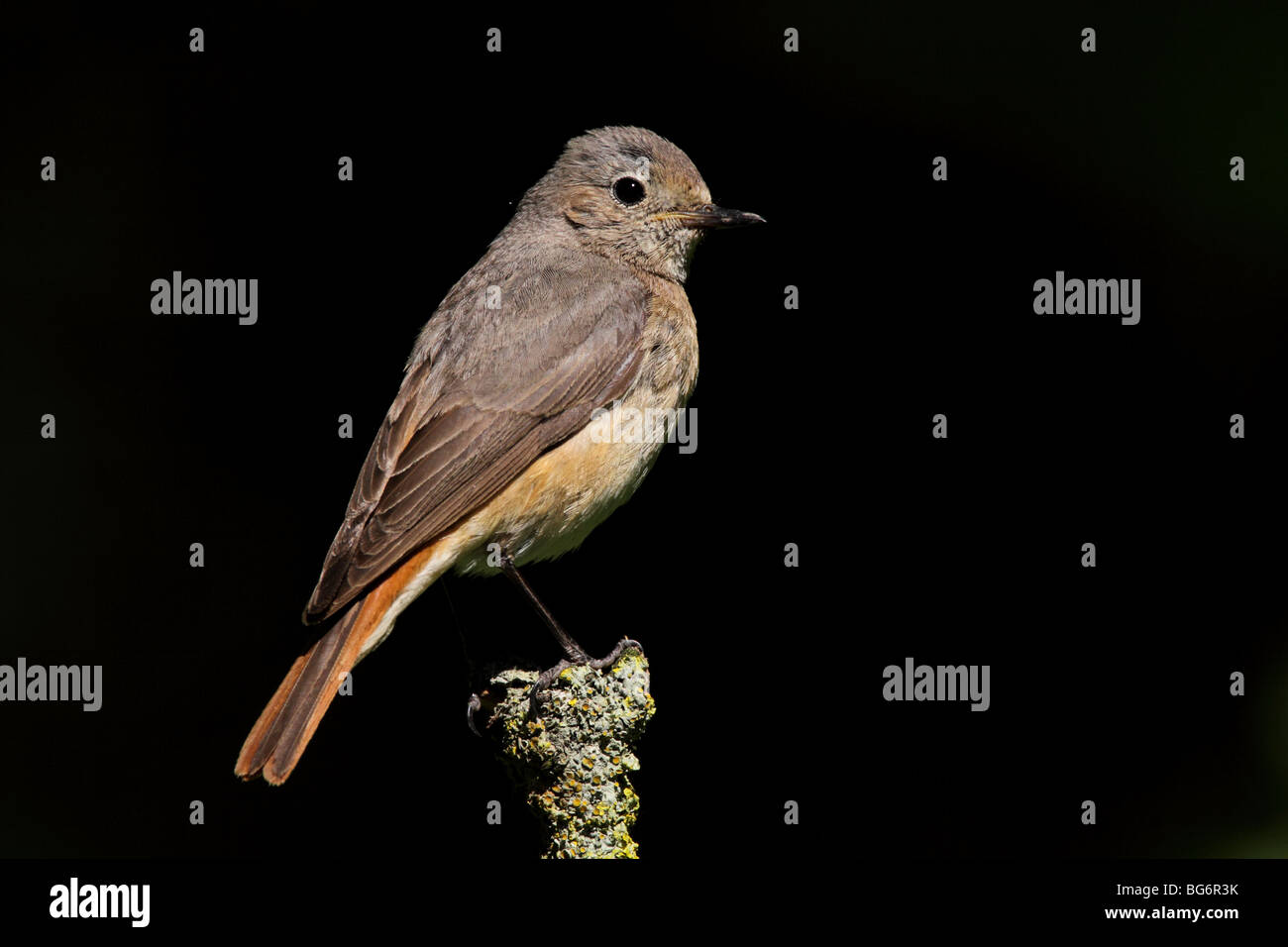 Weiblicher Gartenrotschwanz, Phoenicurus Phoenicurus, UK. Stockfoto