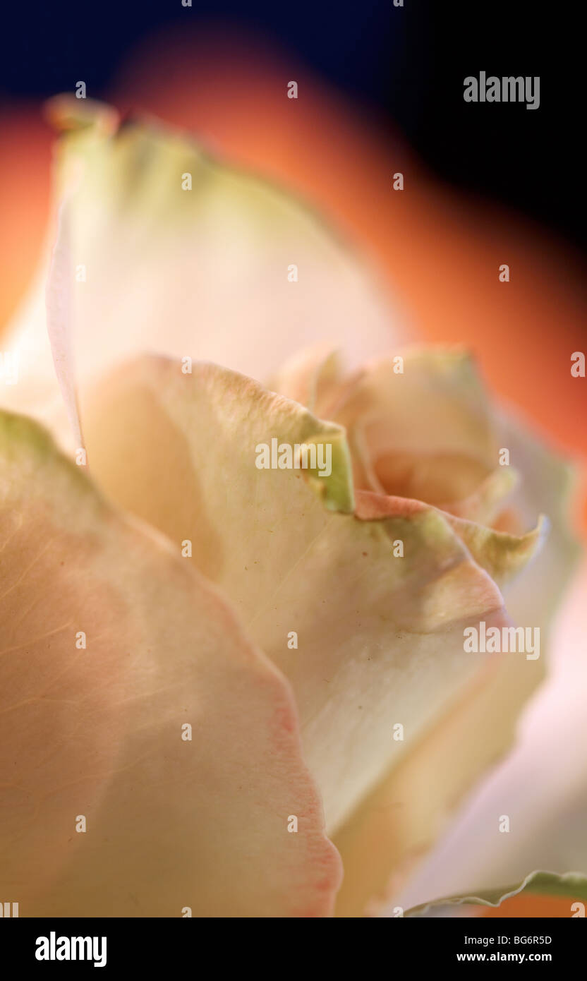 Romantische Rose bei Kerzenschein. Soft-Fokus mit sehr flachen Dept Feld gedreht. Stockfoto