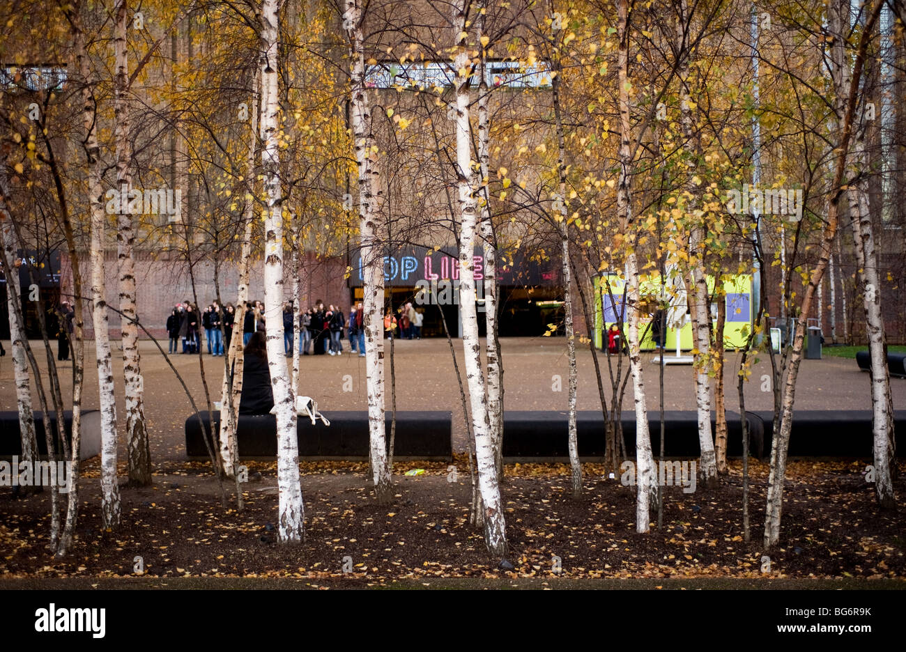 Silber Birken außerhalb Tate Modern an der South Bank in London. Stockfoto