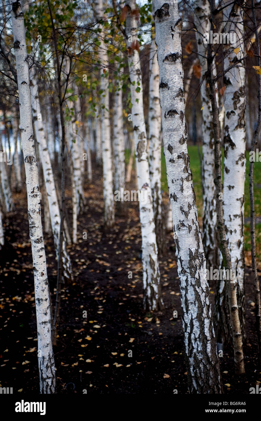 Die Stämme der Silberbirkenbäume Betula pendula Stockfoto