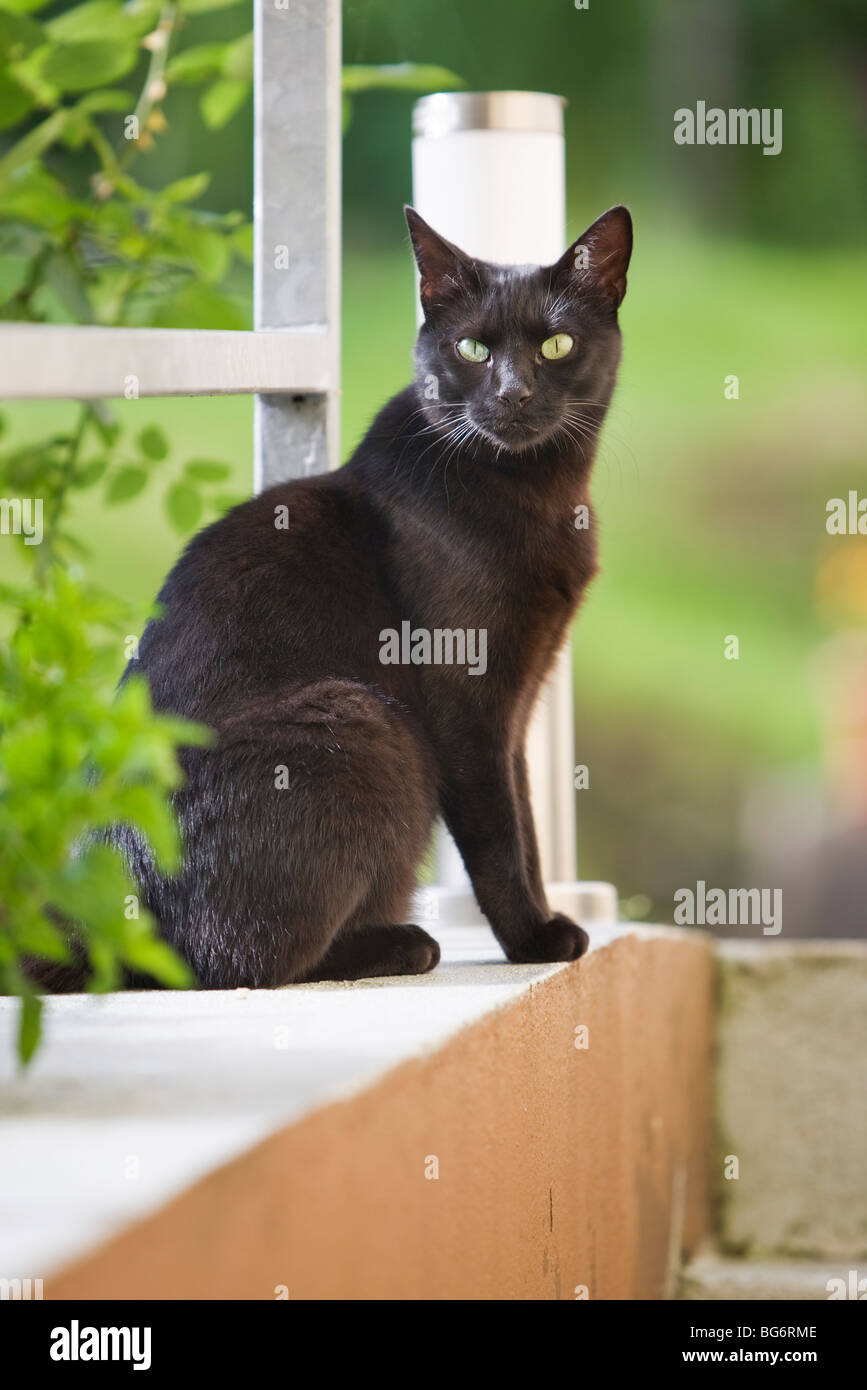 Schwarze Katze im Sommergarten Stockfoto