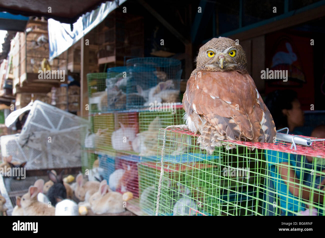 Eule zum Verkauf in Pasar Ngasem Vogel Markt, Yogyakarta, Java, Indonesien Stockfoto