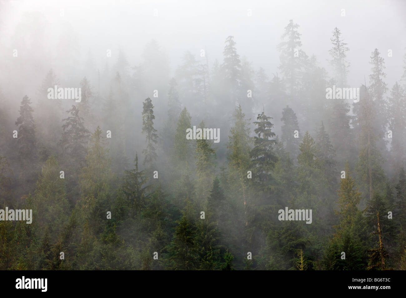 Nebel gehüllt Bäume auf dem Crowsnest Highway in Manning Park (E C Manning Provincial Park), Britisch-Kolumbien, Kanada. Stockfoto