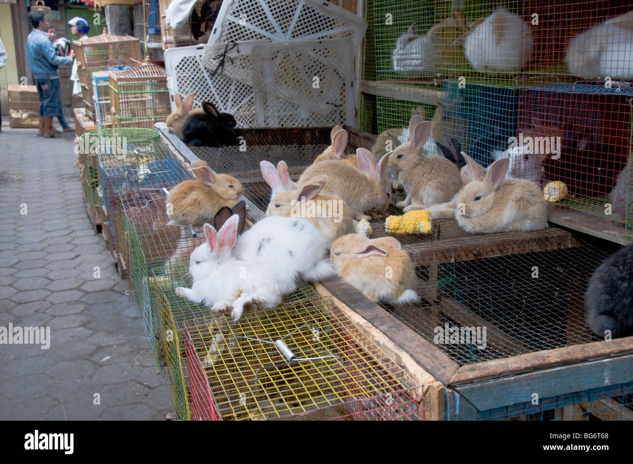 Kaninchen zu verkaufen in Pasar Ngasem Vogel Markt, Yogyakarta, Java, Indonesien Stockfoto