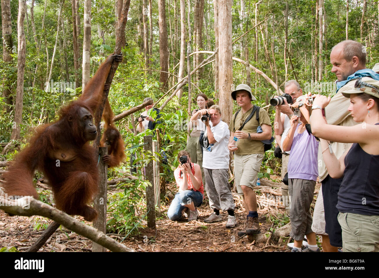 Menschen fotografieren Orang-Utans im Tanjung Puting Nationalpark, Borneo Stockfoto