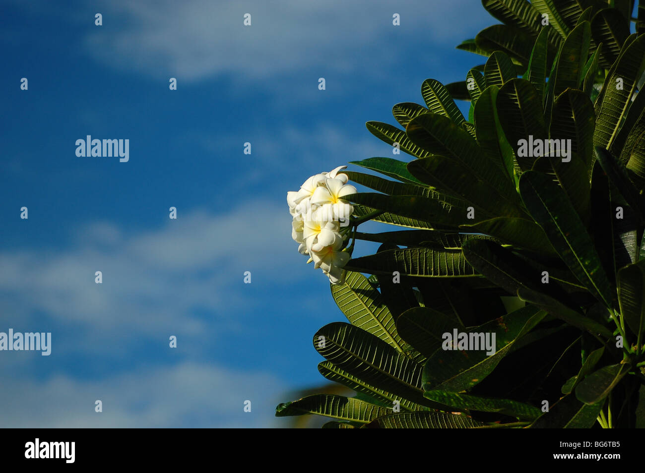 PLUMERIA Blüte weit verbreitet auf den Hawaii-Inseln Stockfoto