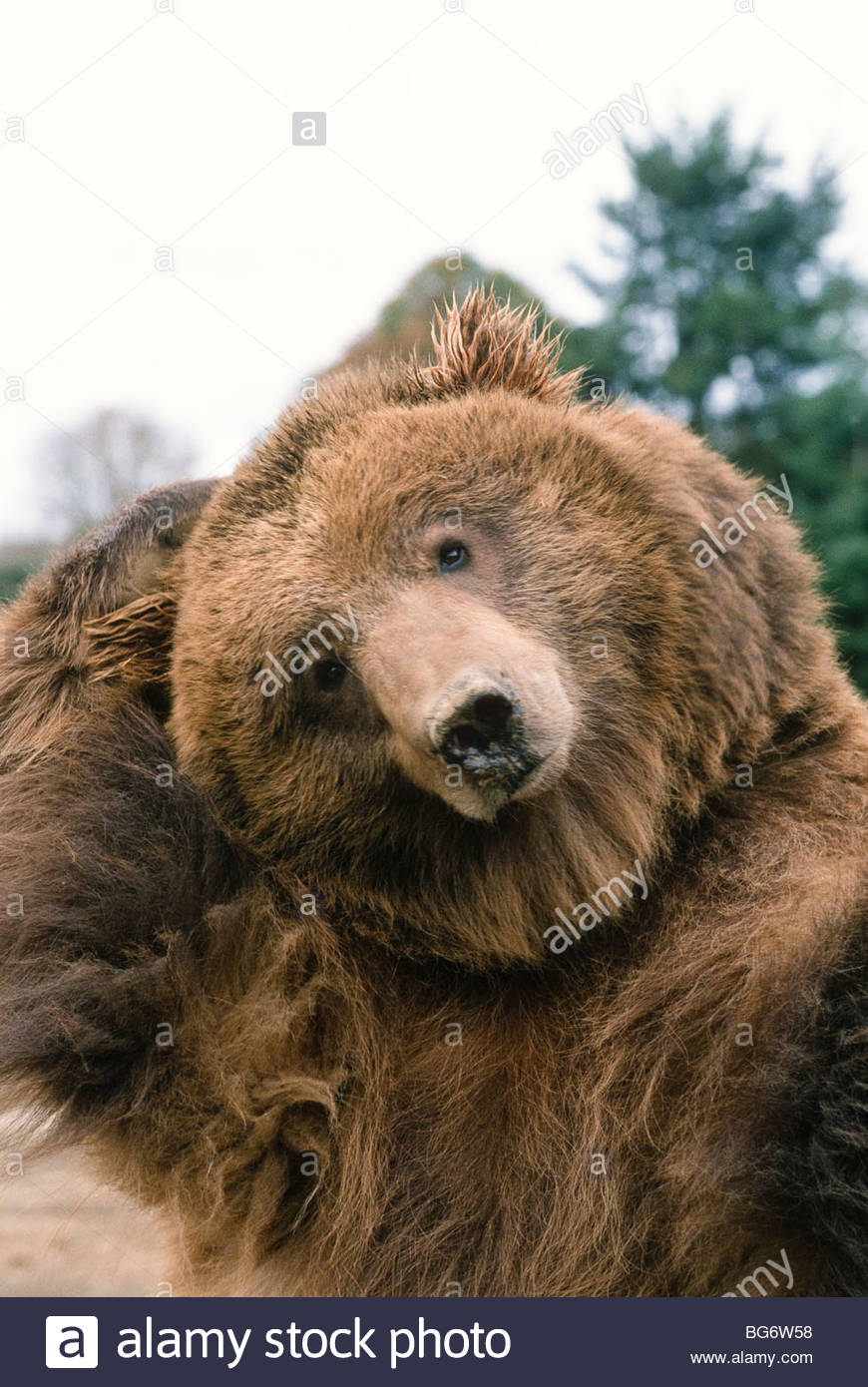 Großer Schwarzer Grizzly Großer Schwarzer Grizzly
