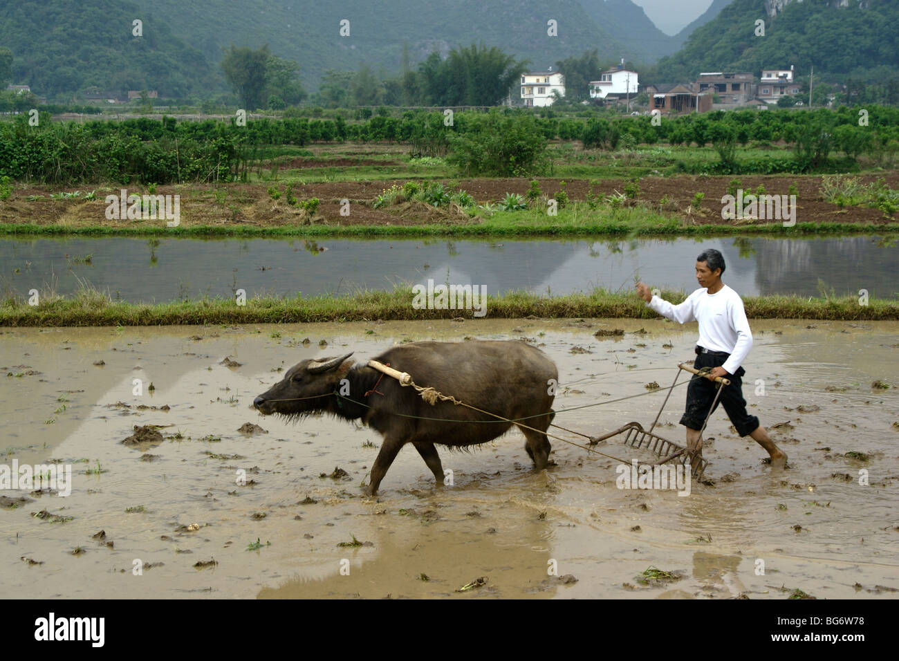 Mann Pflügen Reisfeld mit Wasserbüffel, Guangxi, China Stockfoto