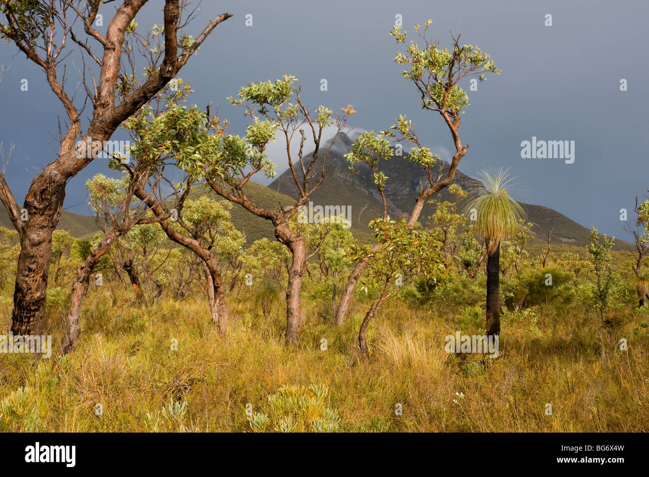 Offenen Peeling Waldgebiet mit schwarz Gin usw. unter Toolbrunup Höchststand in der Stirling Ranges, Süd-West-Australien Stockfoto