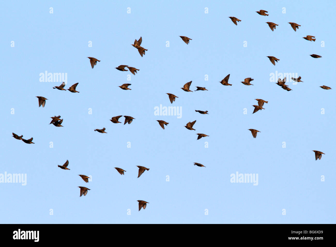 Herde von Staren Sturnus vulgaris Stockfoto