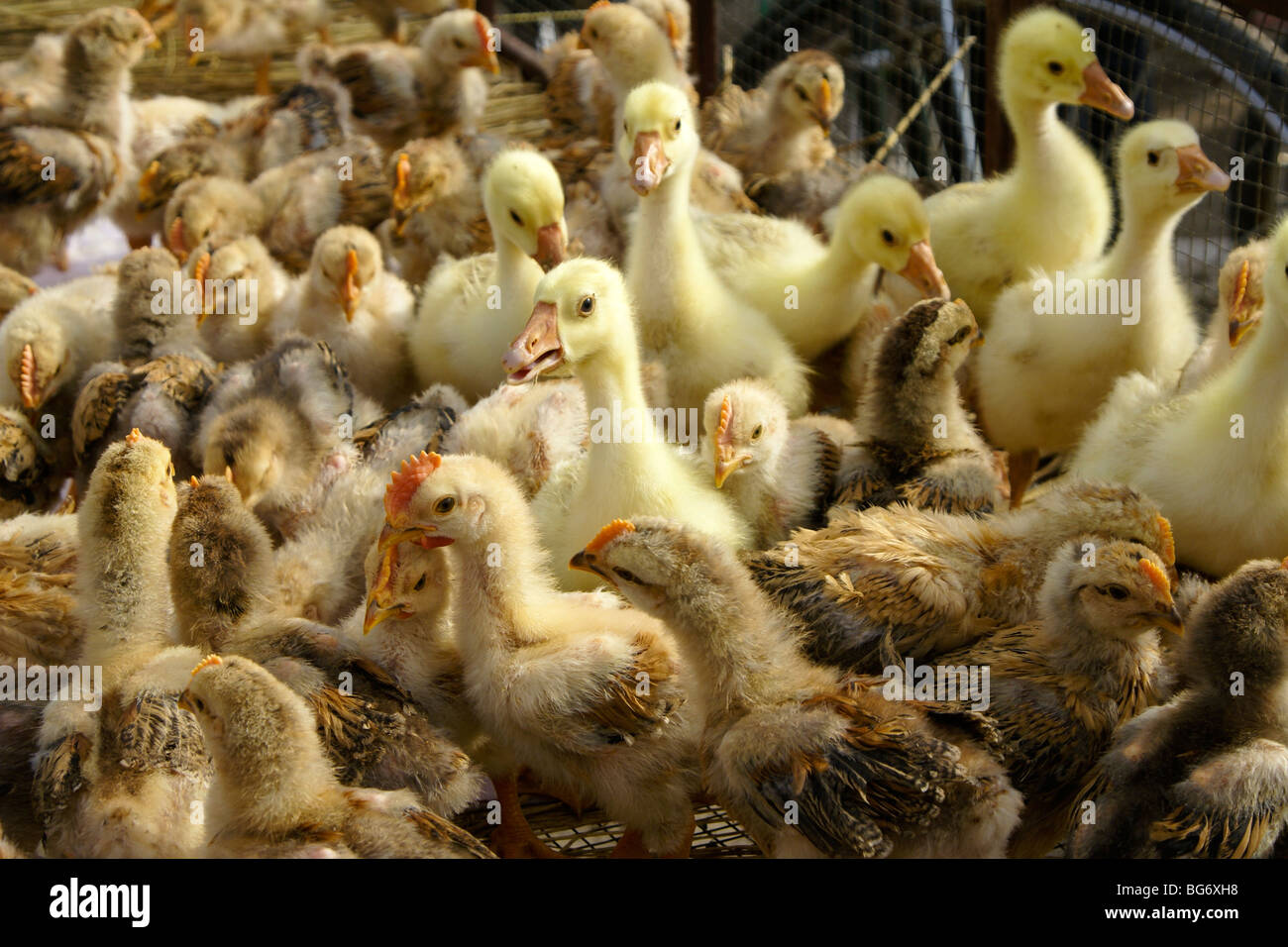 Küken und Entenküken zu verkaufen im chinesischen Markt Stockfoto