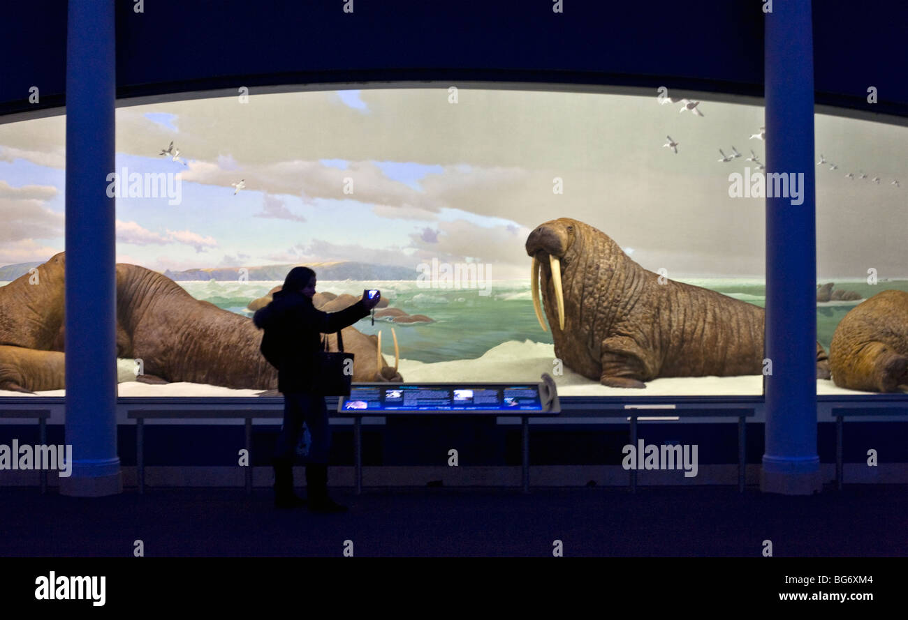 Frau, die ein Bild von dem Walross-Diorama im American Museum of Natural History in New York Stockfoto