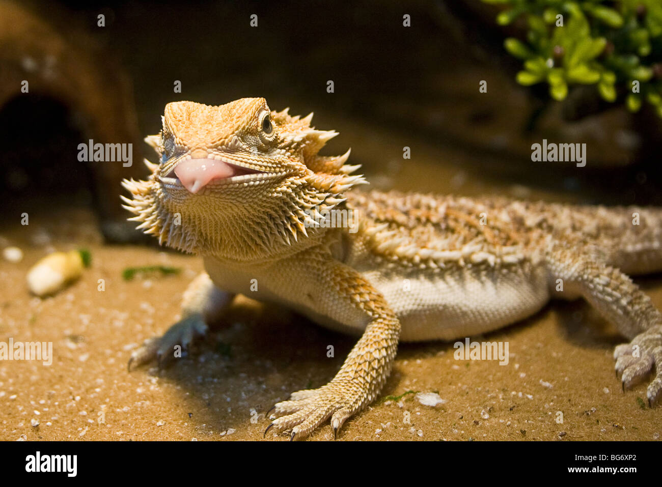 Bartagame Eidechse. Pogona Vitticeps. Hier steckt er seine Zunge heraus, da er darauf abzielt, einen Wurm zu fangen. Stockfoto