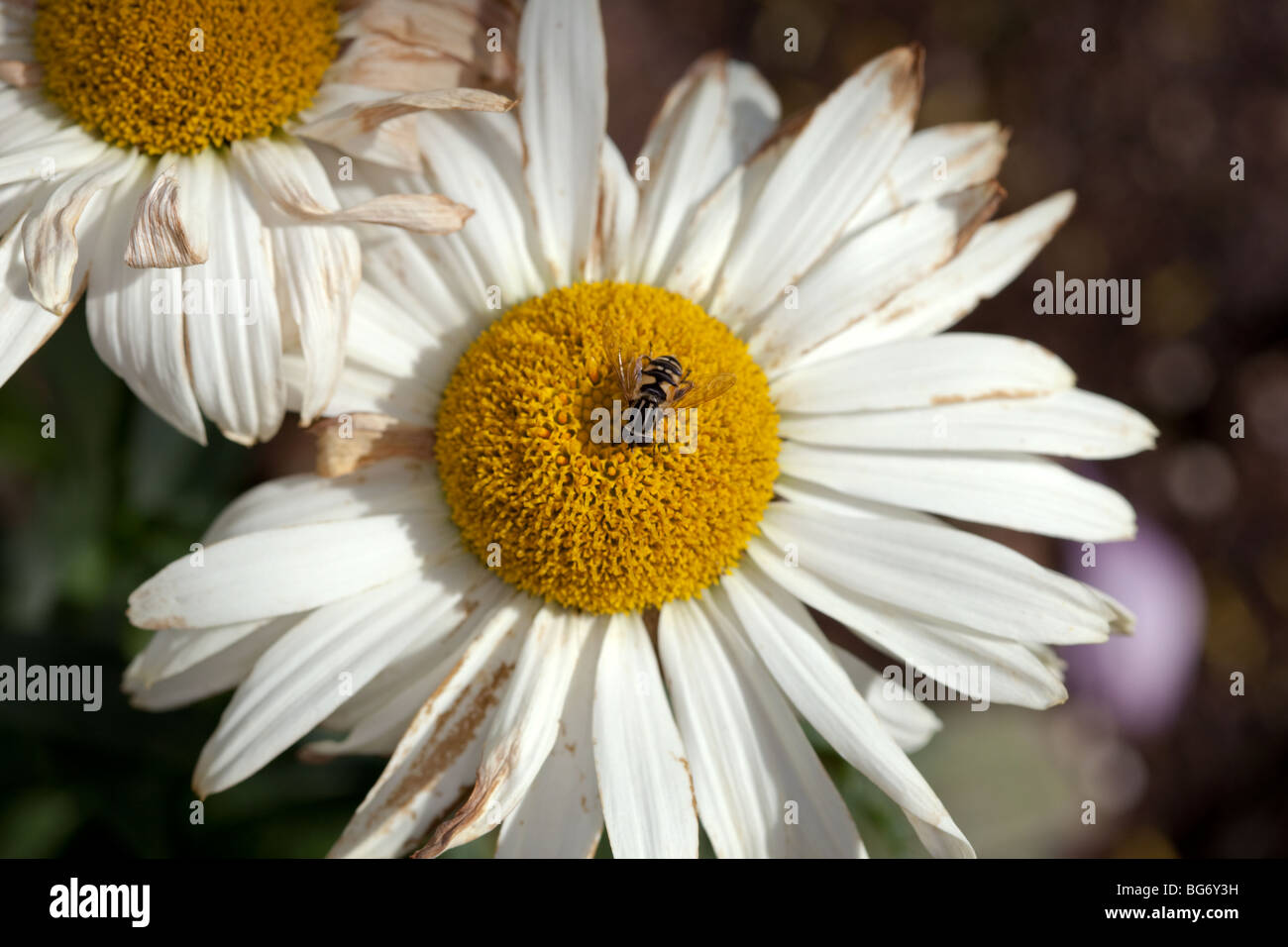 Ox-eye Daisy, Prästkrage (Leucanthemum vulgare) Stockfoto