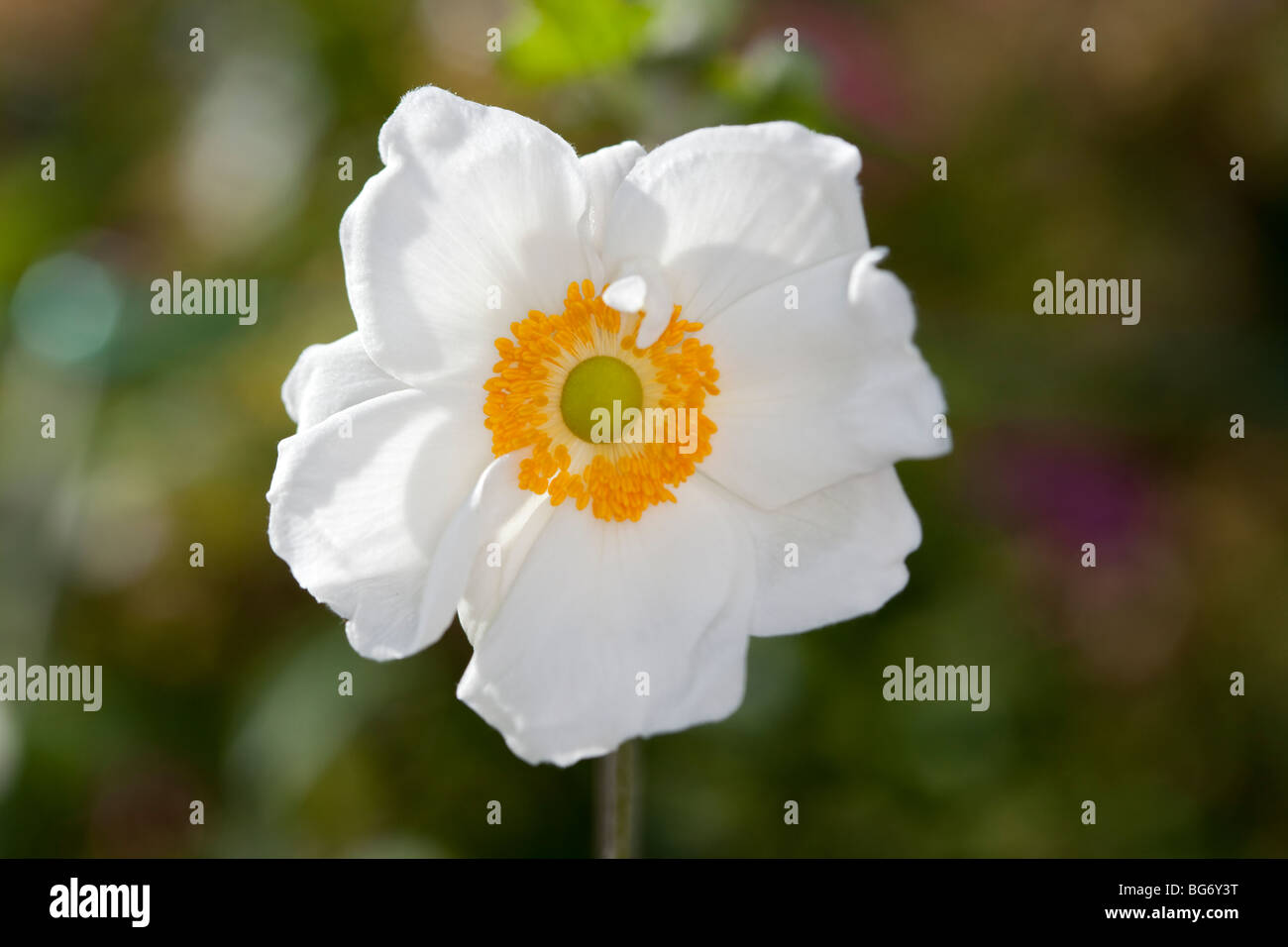 "Japanische Honorine Jobert' Anemone, Höstanemon (Anemone x hybrida) Stockfoto