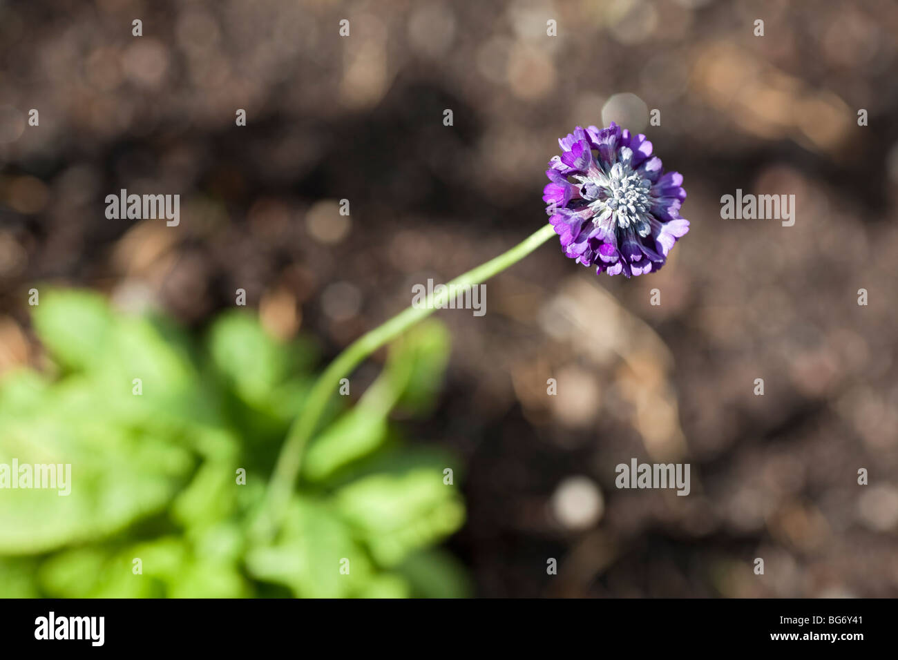 Runde - unter der Leitung des Himalaya Tofsviva Primel (Primula capitata) Stockfoto