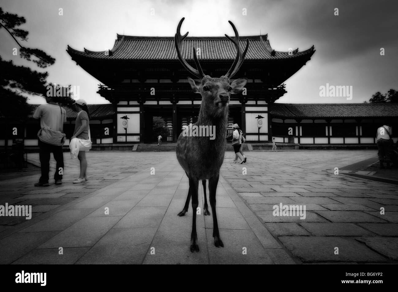 Hirsche roaming frei. Mittlere Tor zu Daibutsuden (Buddha Aula). Todai-Ji-Tempel-Komplex. Nara. Japan Stockfoto