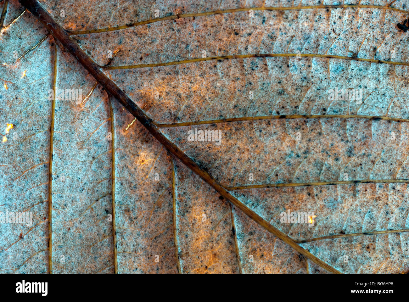 Makro-Bild eines Blattes tot und verfallen. Das Blatt ist chlorotische (fehlt Chlorophyll) als ein natürlicher Teil des Alterungsprozesses Stockfoto