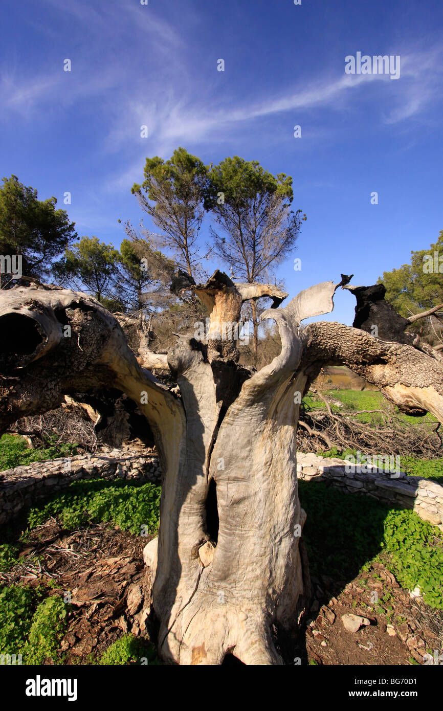 Ein verbrannter atlantische Pistazie Baum in Tel Kadesch