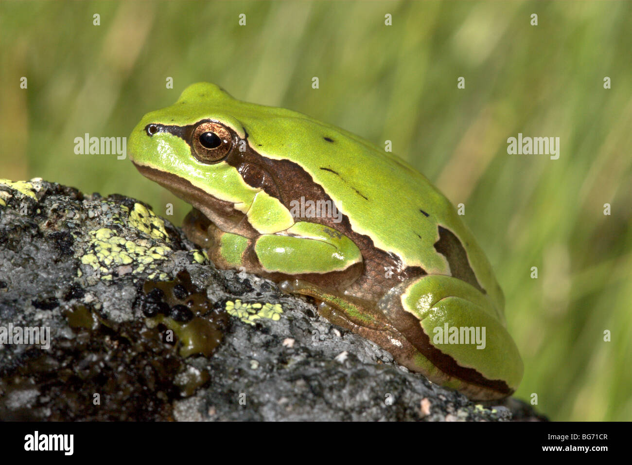 Europäischer Laubfrosch (Hyla Arborea) Stockfoto