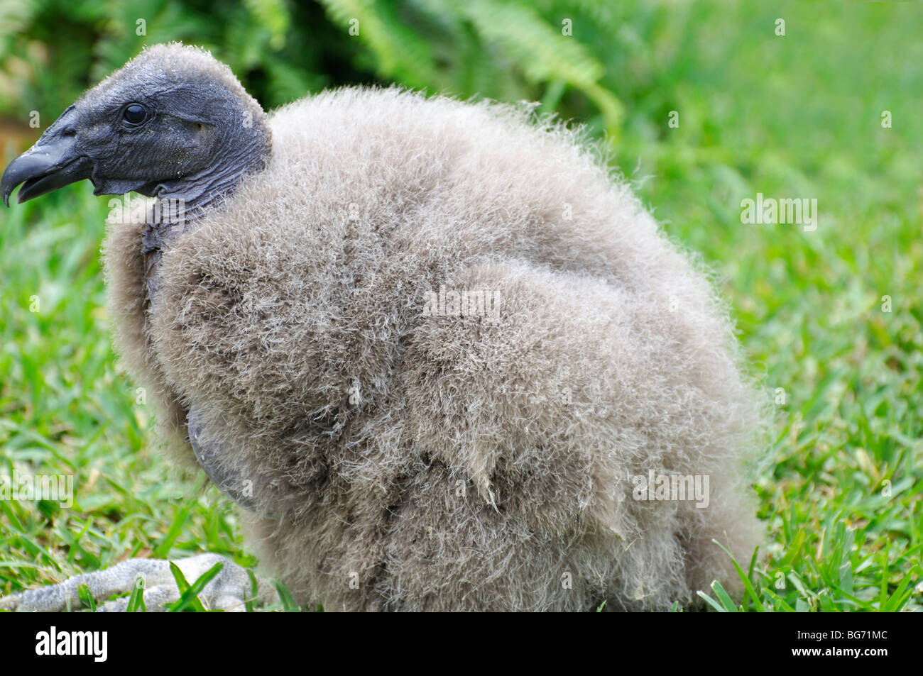 Baby Kondor -fotos Und -bildmaterial In Hoher Auflösung – Alamy