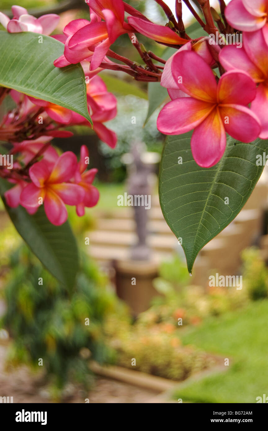 Frangipani Blüten im balinesischen Garten Stockfoto