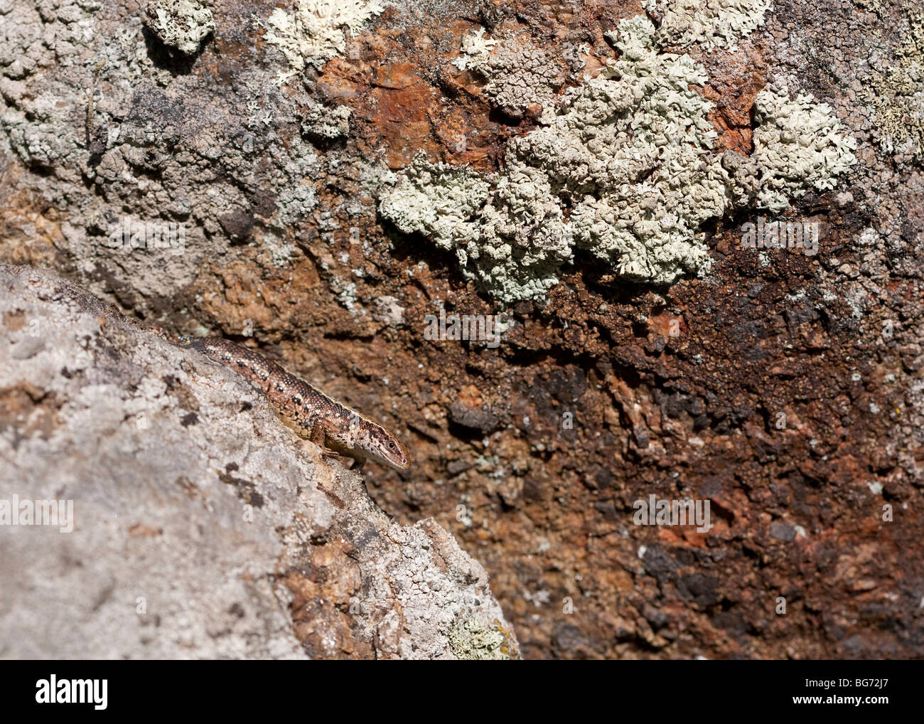 Viviparous Eidechse ( zootoca vivipara oder Lacerta vivipara ) versteckt auf Steinbruch , Finnland Stockfoto
