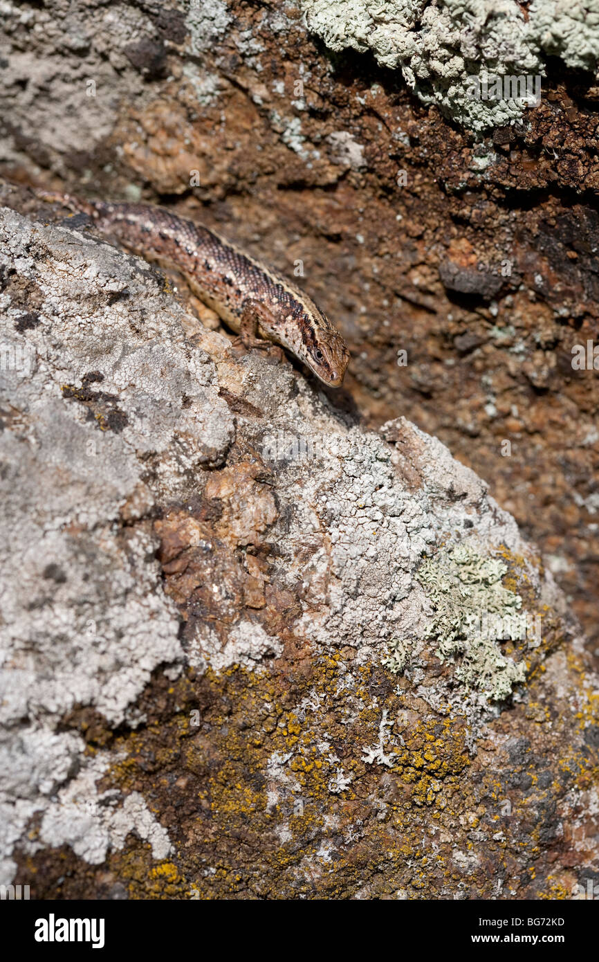 Viviparous Eidechse ( zootoca vivipara ) versteckt auf Steinbruch , Finnland Stockfoto