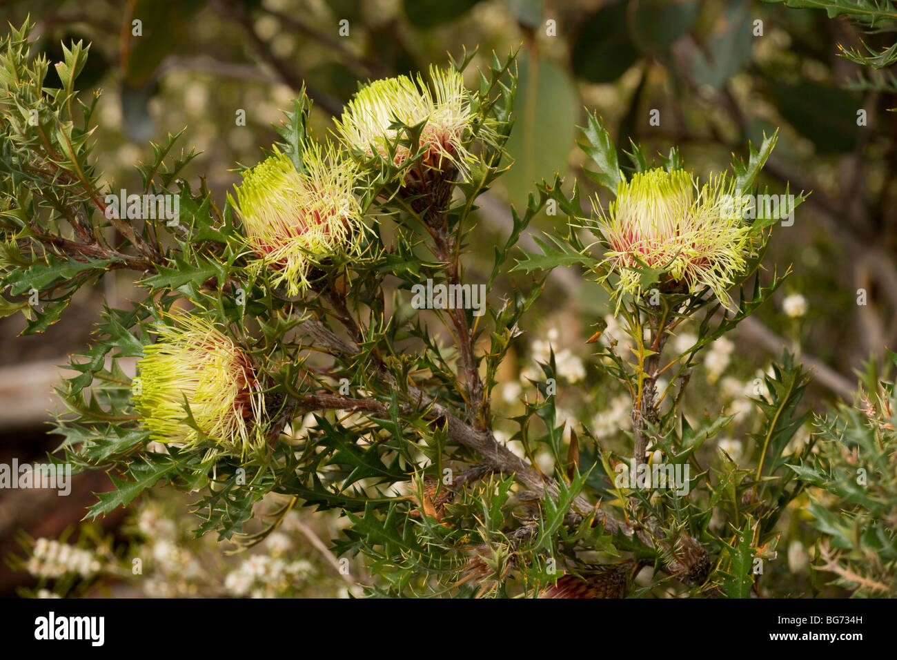 Känguru Thorn Dryandra Armata in Stirling Ranges, in der Nähe von Mount Barker, Süd-West Australien Stockfoto