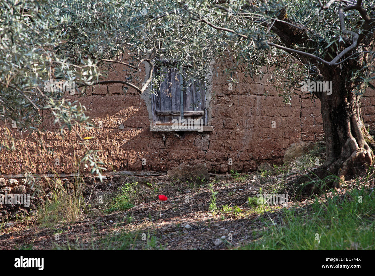 Bauernhof Haus Wand und Olive Tree, in der Nähe von Korinth, Peloponnisos, Griechenland Stockfoto