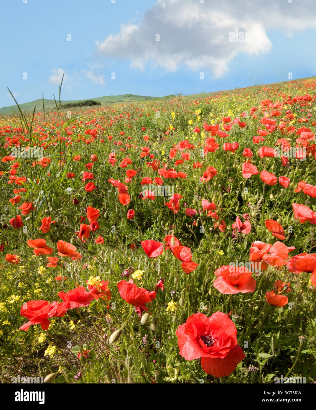 Ein Feld von roten Mohnblumen unter blauem Himmel in der Nähe von Cap Blanc Nez, Calais Frankreich.  Foto aus einem niedrigen Winkel. Stockfoto