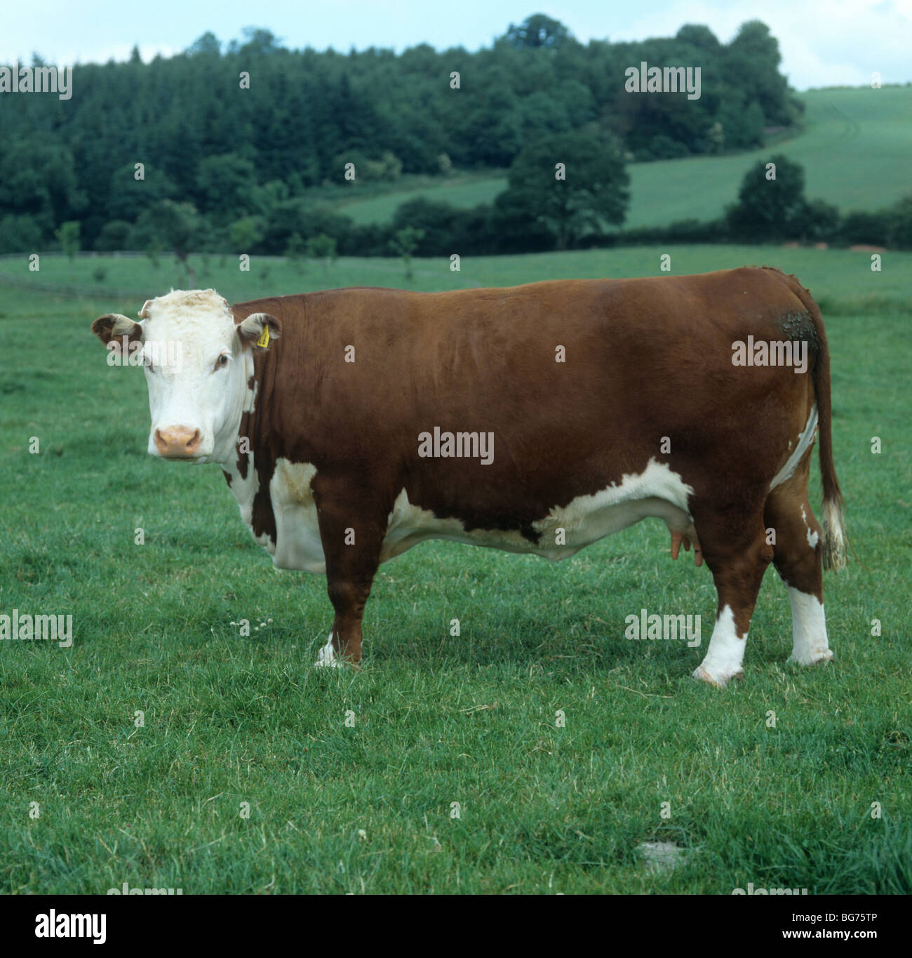 Ein Stammbaum Hereford Kuh auf der Weide, Herefordshire Stockfoto
