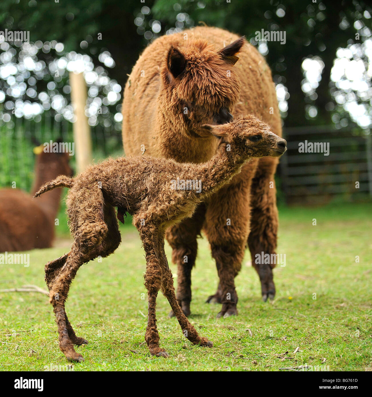 Alpaka und ihr Fohlen Stockfoto