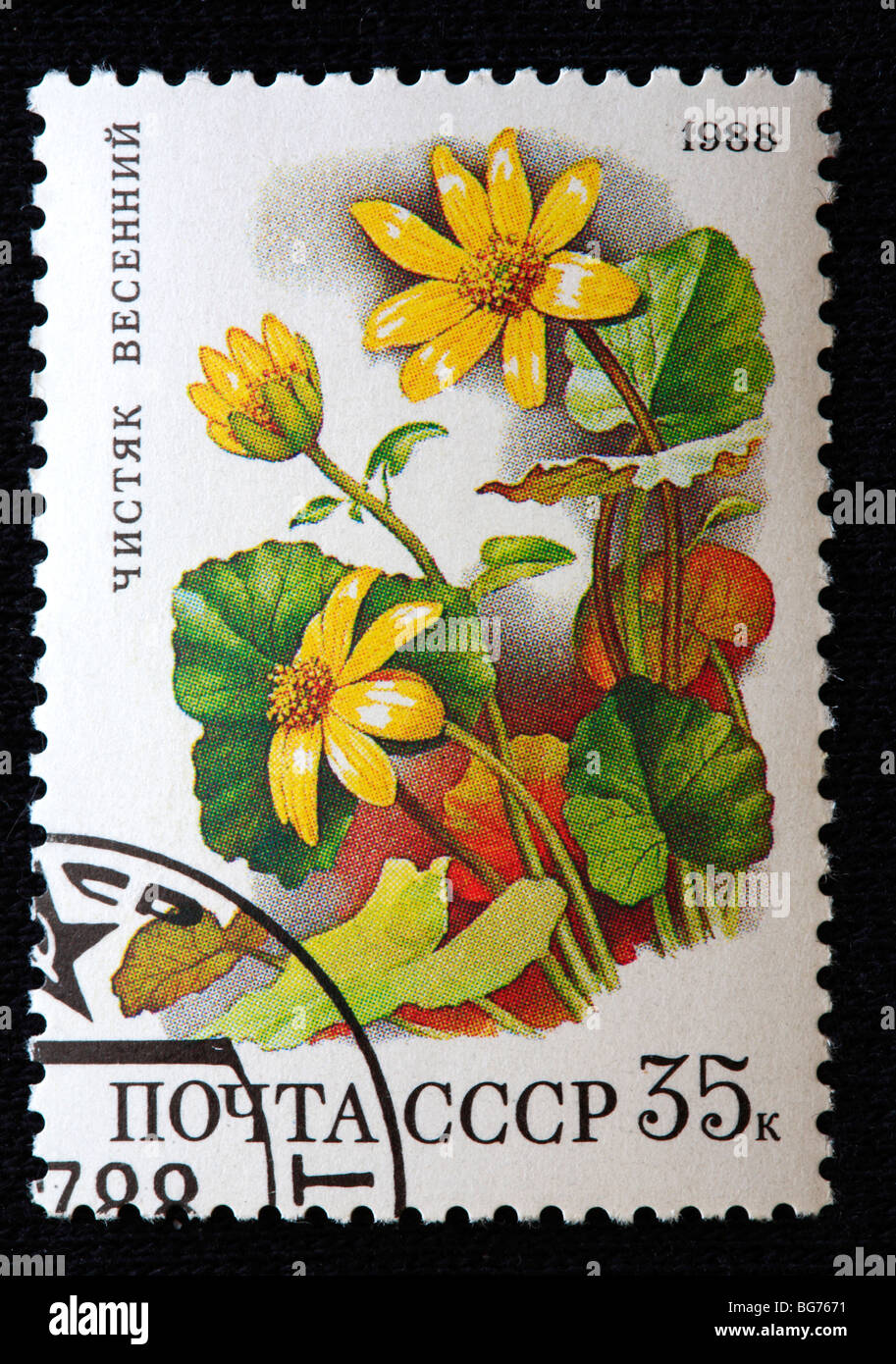 Kleinen Schöllkraut (Ranunculus Ficaria, Ficaria Grandiflora, Ficaria Verna), Briefmarke, UdSSR, 1988 Stockfoto