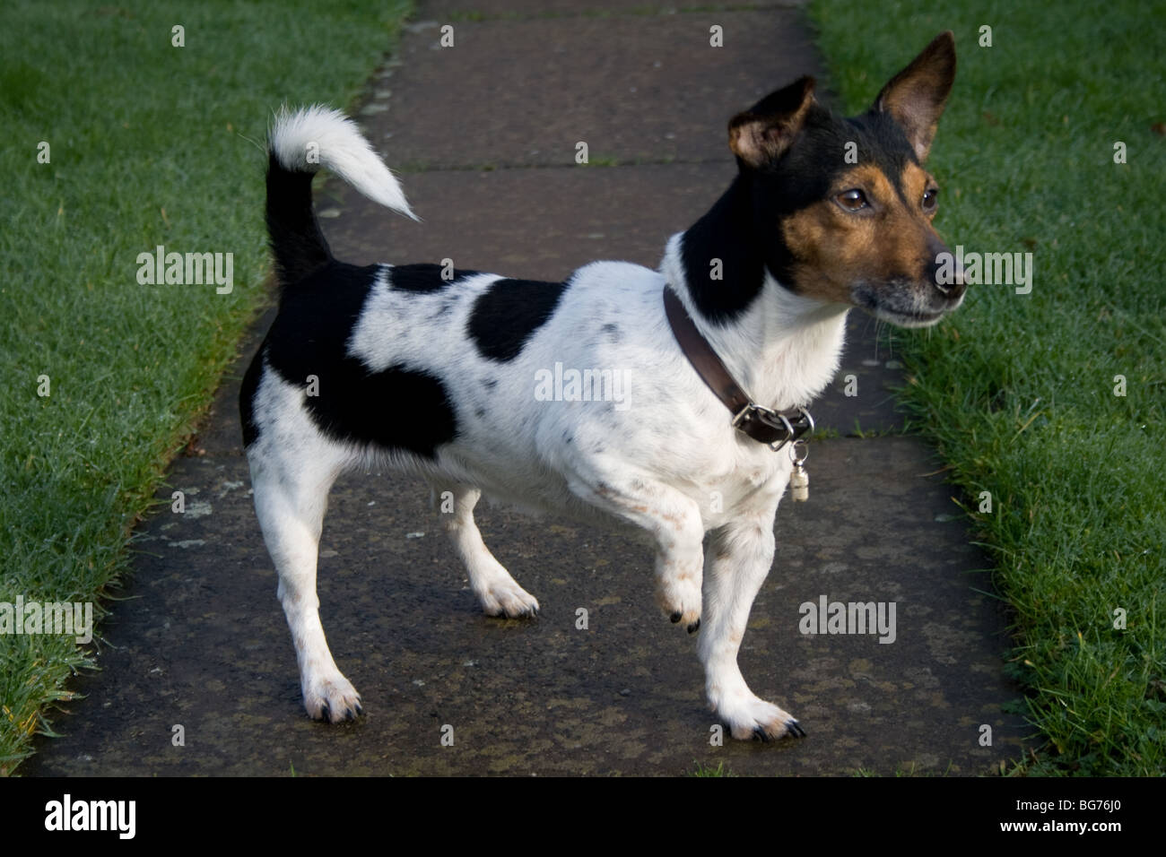 Mini-Jack-Russell-terrier Stockfoto