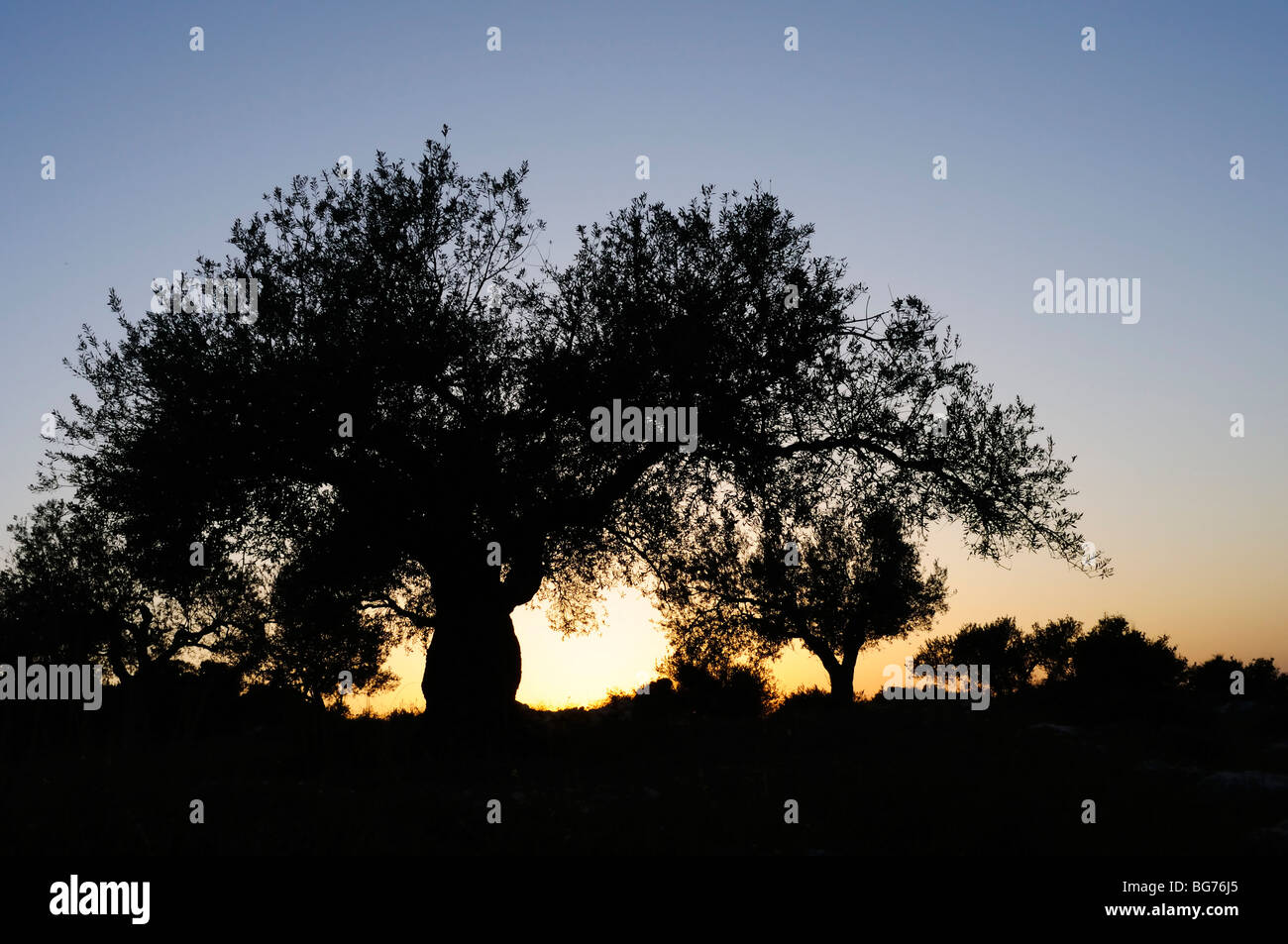 Israel, Negev, Silhouette eines alten Olivenbaums bei Sonnenuntergang Stockfoto