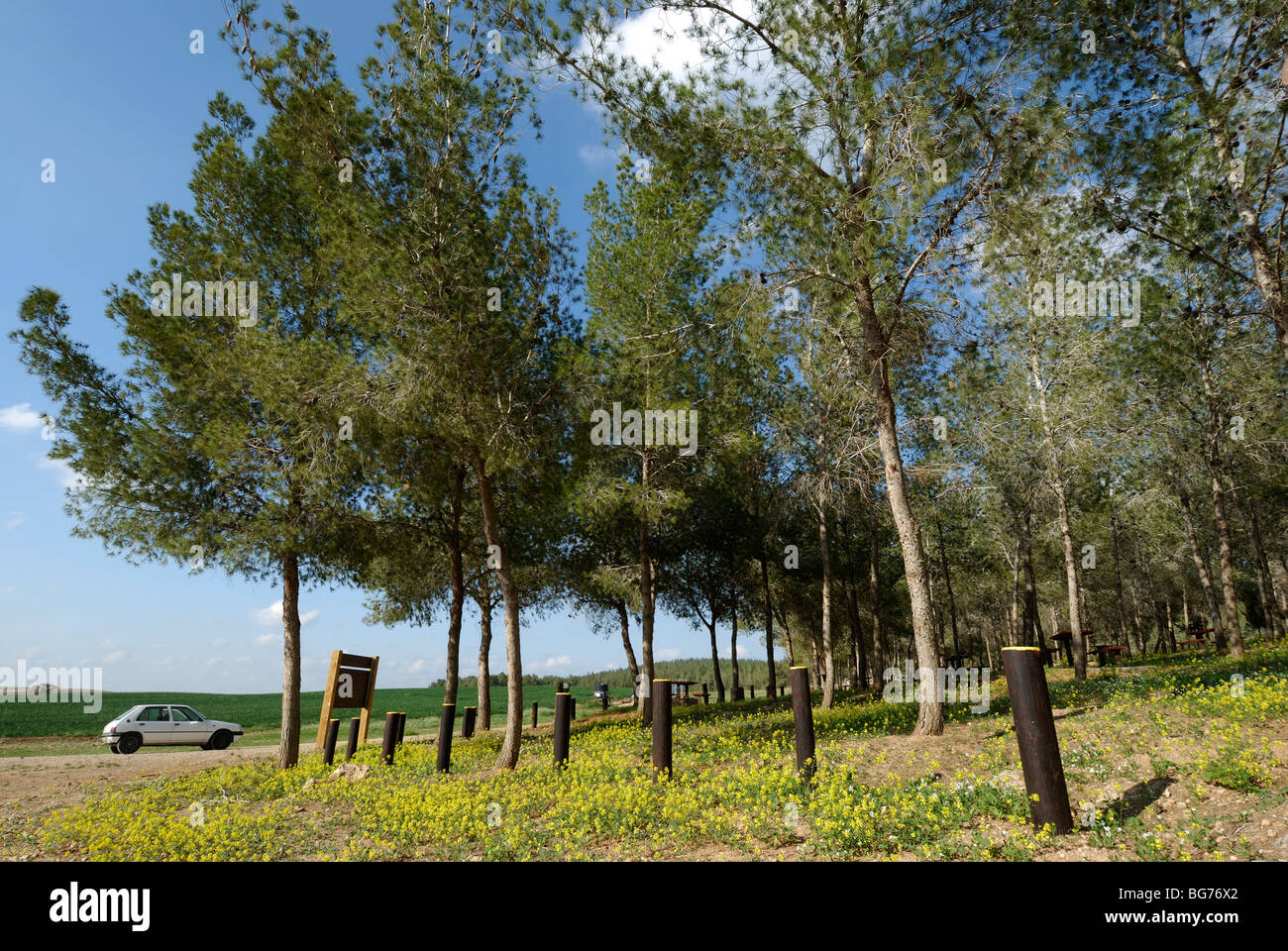 Israel, Negev, Pinienwald von KKL gepflanzt Stockfoto
