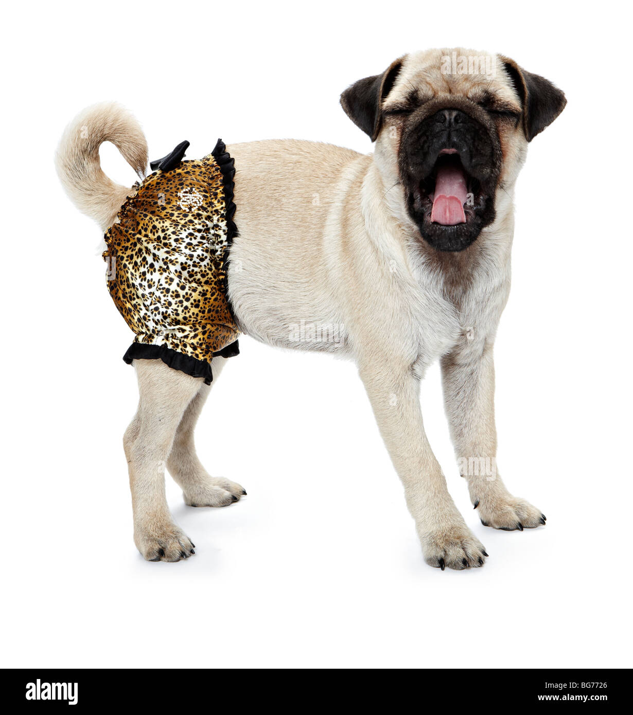 Mops Hund verkleidet Gähnen Stockfoto
