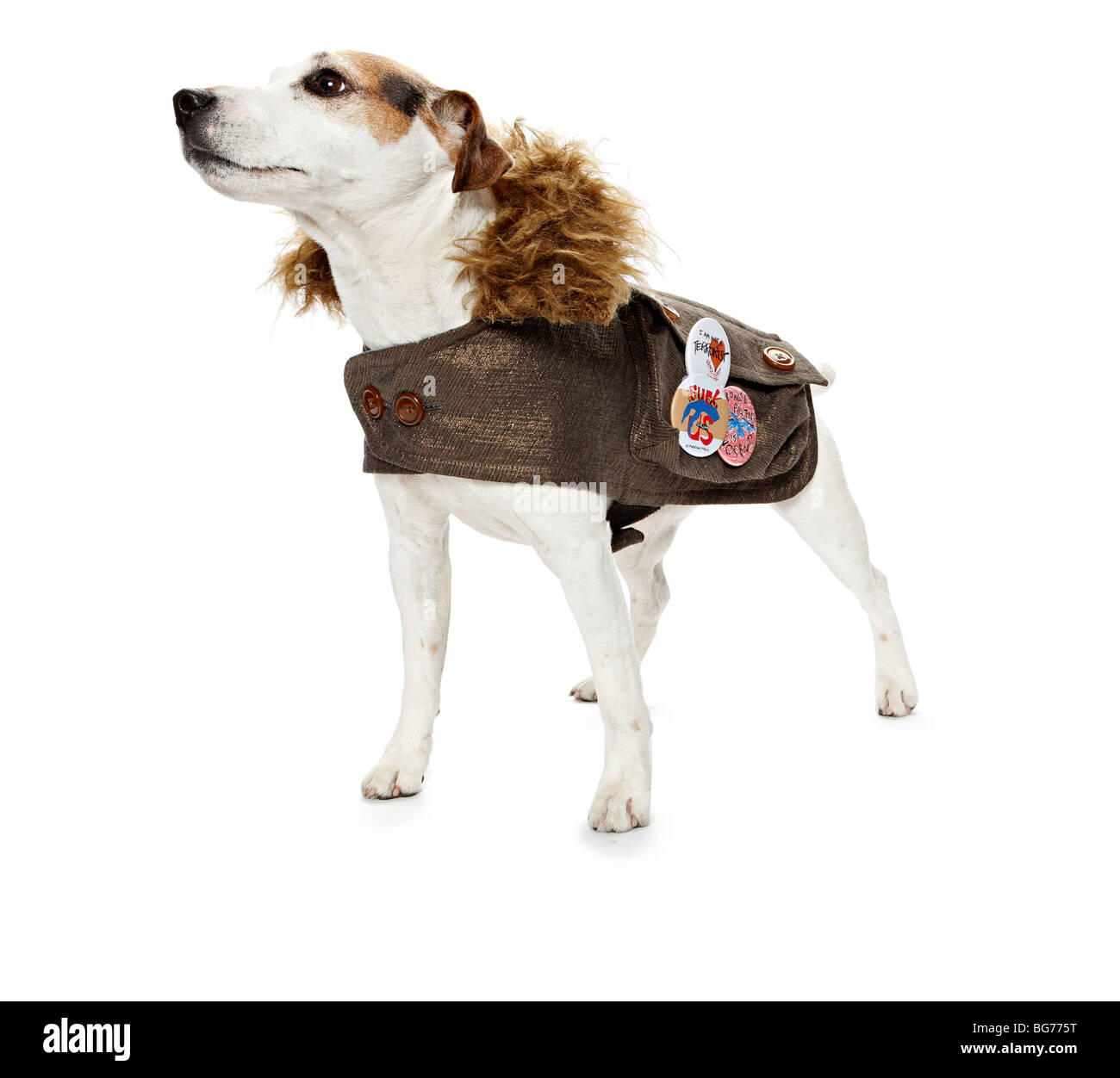 Jack Russell Terrier Hund verkleidet Stockfoto