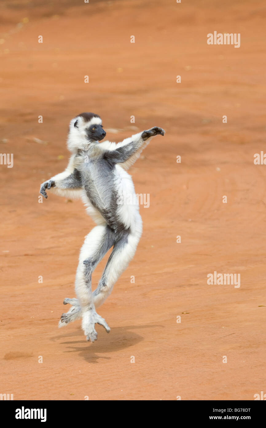 Verreaux Sifaka tanzen, Berenty Reserve, Madagaskar Stockfoto