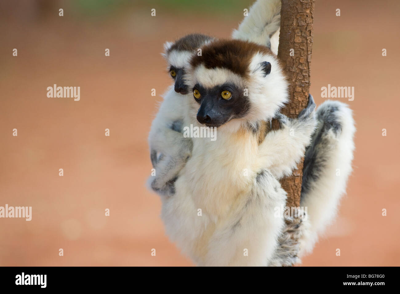 Verreaux Sifaka Mutter und Baby, Berenty Reserve, Madagaskar Stockfoto