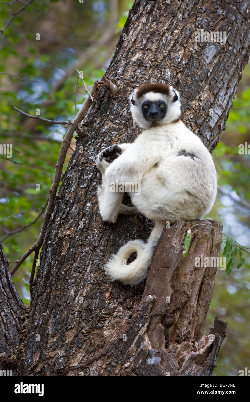 Verreaux Sifaka, Berenty Reserve, Madagaskar Stockfoto