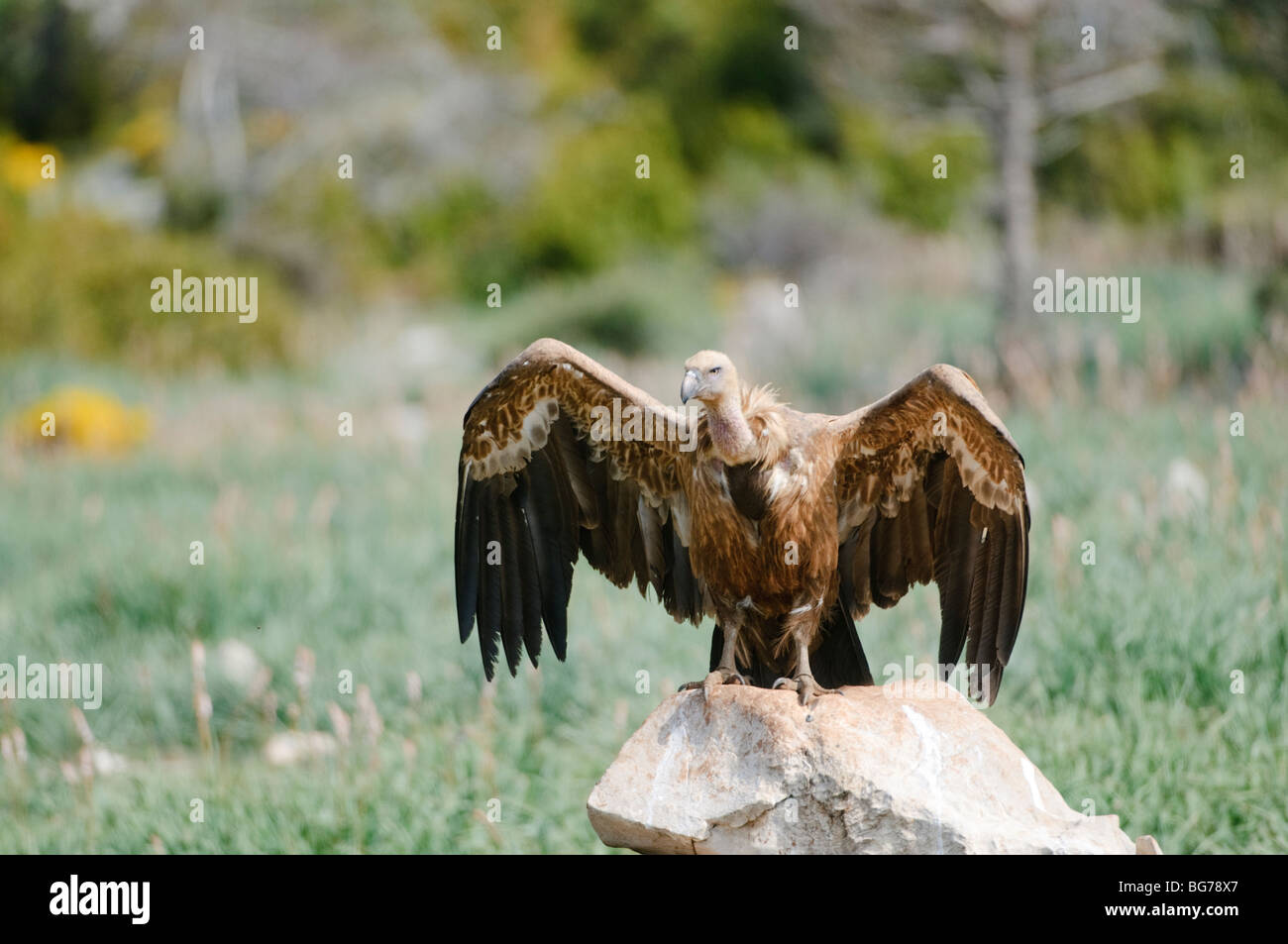 Gänsegeier thront auf einem Felsen, bereit zum Abflug, Spanien Stockfoto